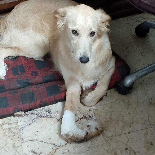 Kora - 9 Mesi (Nata Indicativamente Il 6 Febbraio 2024)  - Simil Golden Retriever  - Taglia: Media  